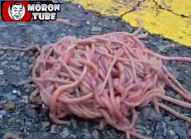 Video :An odd collection of worms on a road